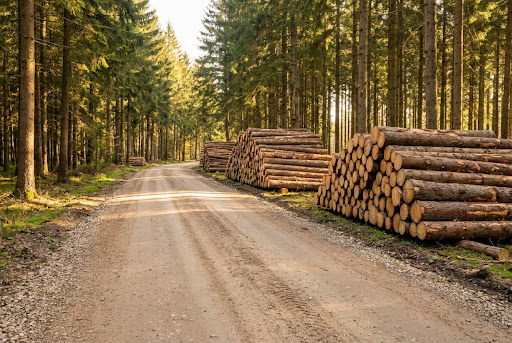 Široka gozdna cesta z zloženimi hlodi ob strani, jesenska svetloba